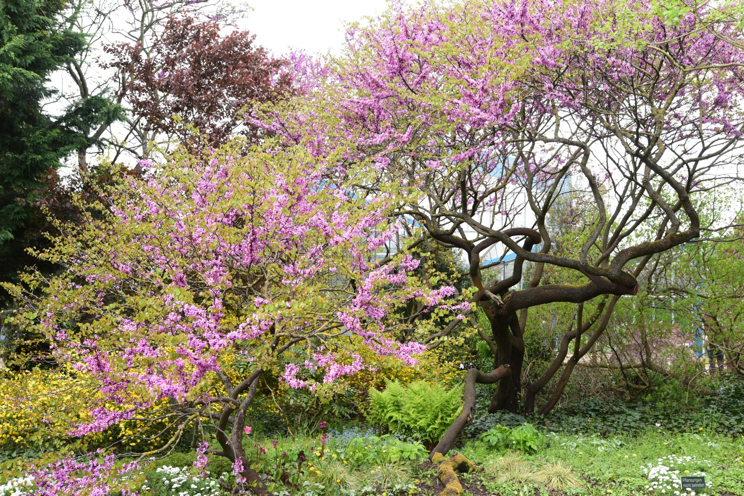 Cercis siliquastrum - Mannheim - 2015