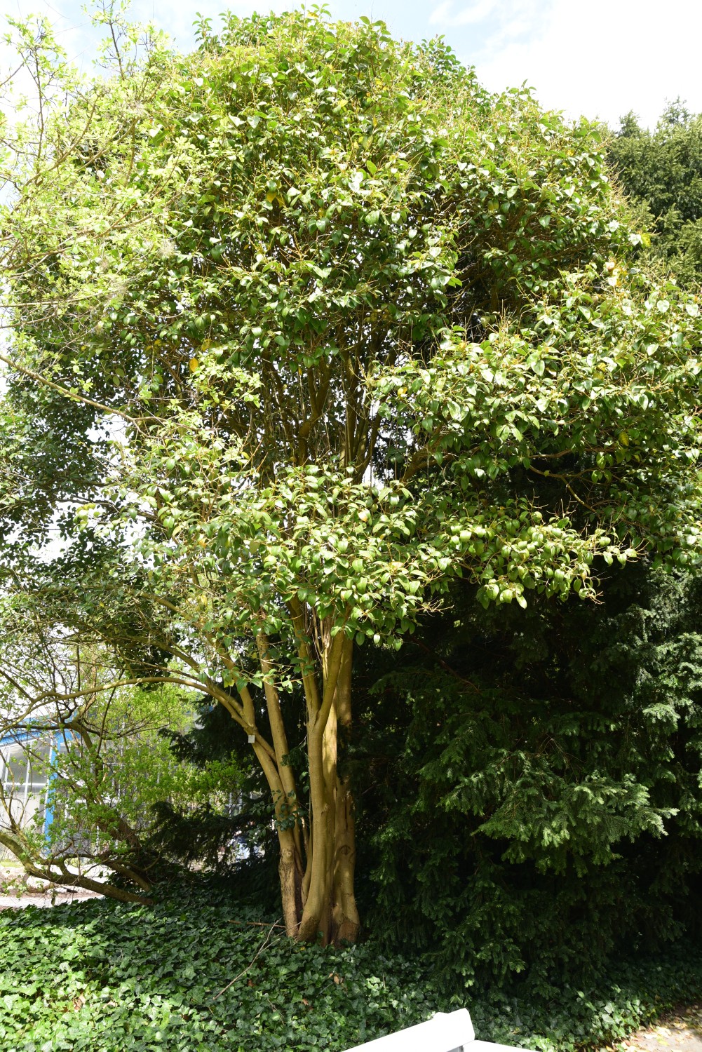 Ligustrum japonicum - Mannheim - 2015