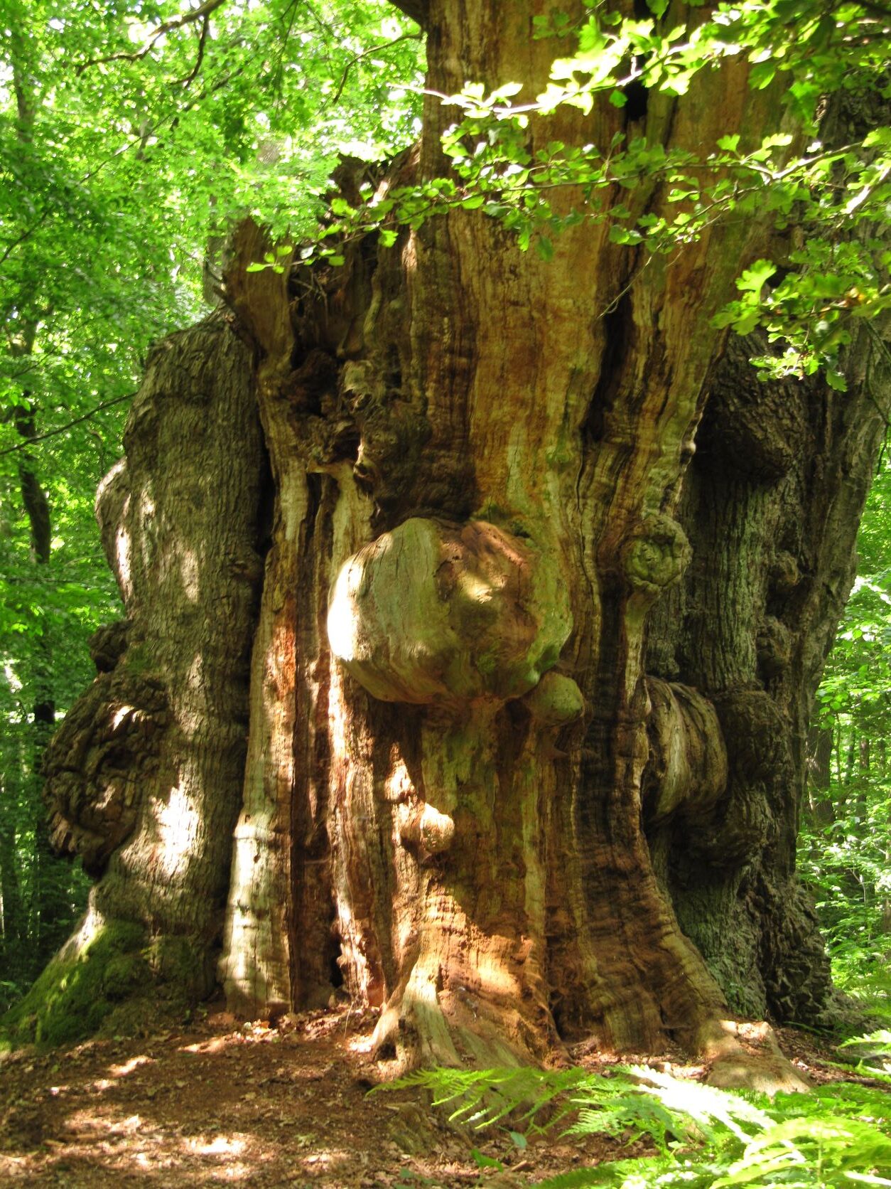 Quercus robur - NSG Hasbruch - Juni 2022