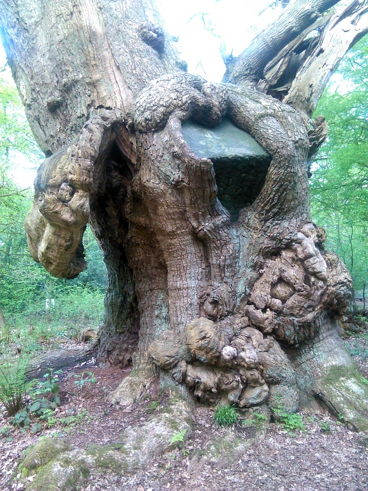 Quercus-robur - Hude Hasbruch - Mai 2015