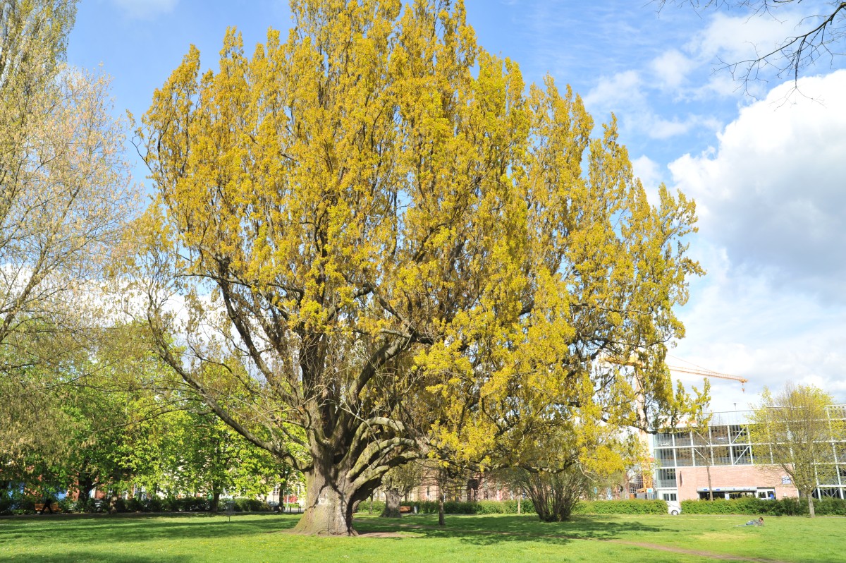 Quercus robur Fastigiata-Gruppe - Potsdam - 2016