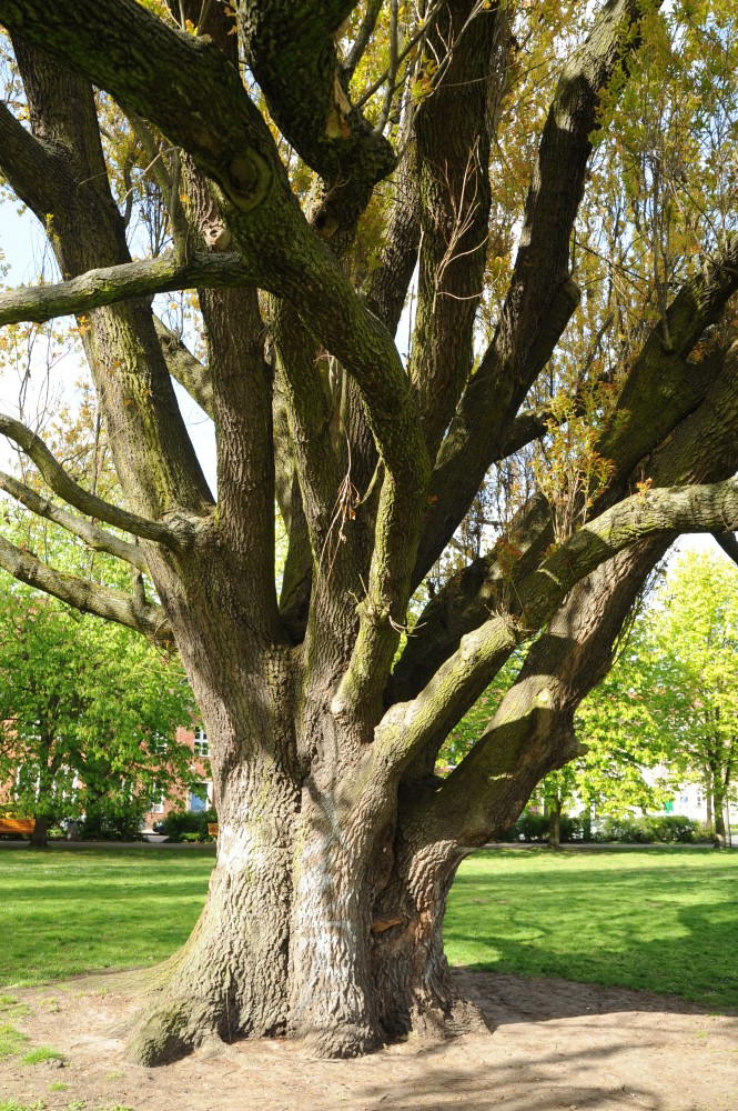 Quercus robur Fastigiata-Gruppe - Potsdam - 2016