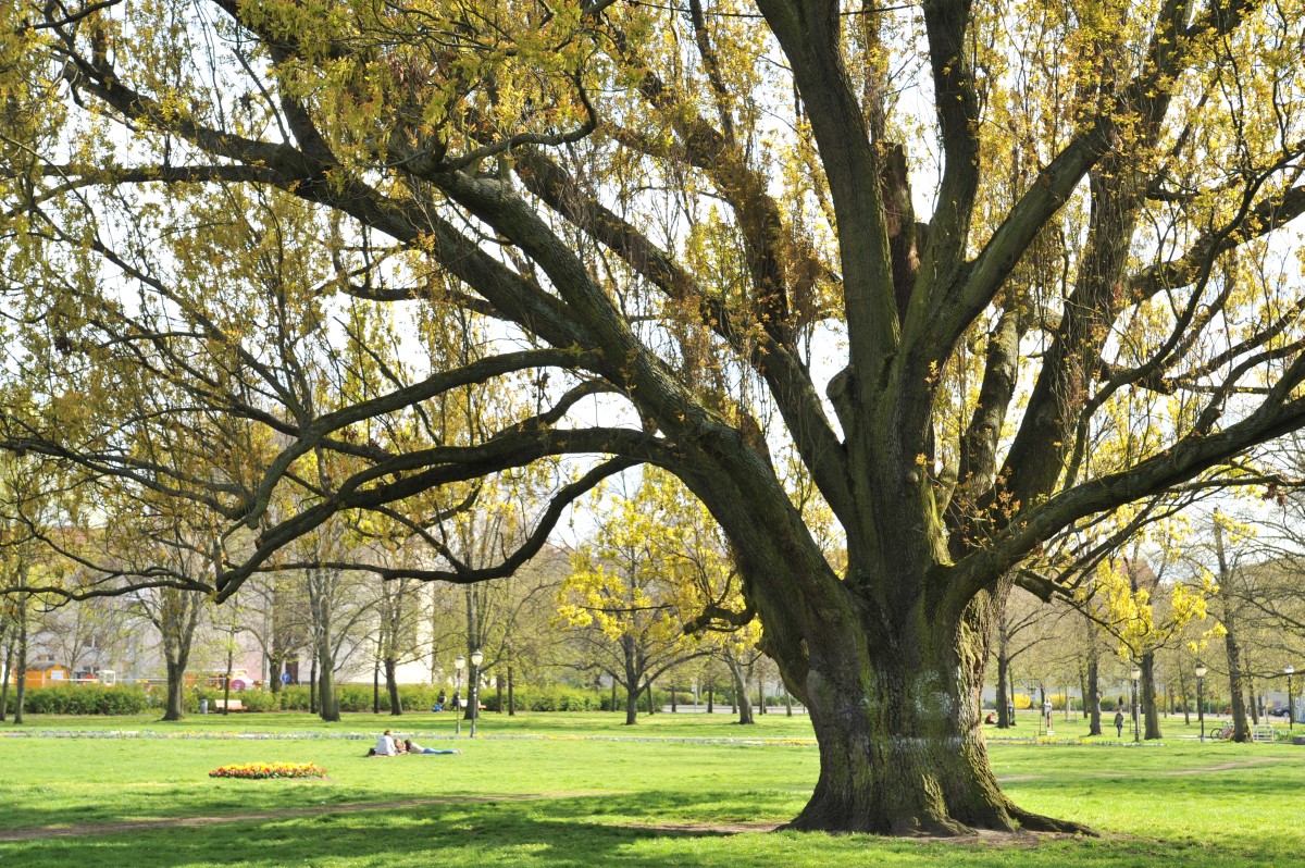 Quercus robur Fastigiata-Gruppe - Potsdam - 2016