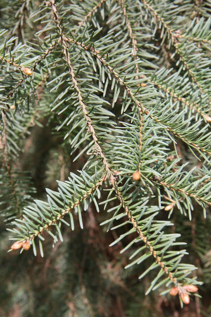 Abies vejarii - Heidelberg - 2021