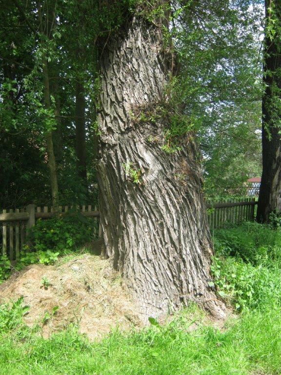 Salix alba Tristis - Rüdersdorf - 2015