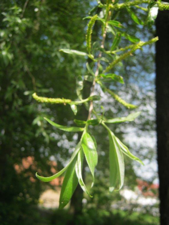 Salix alba Tristis - Rüdersdorf - 2015
