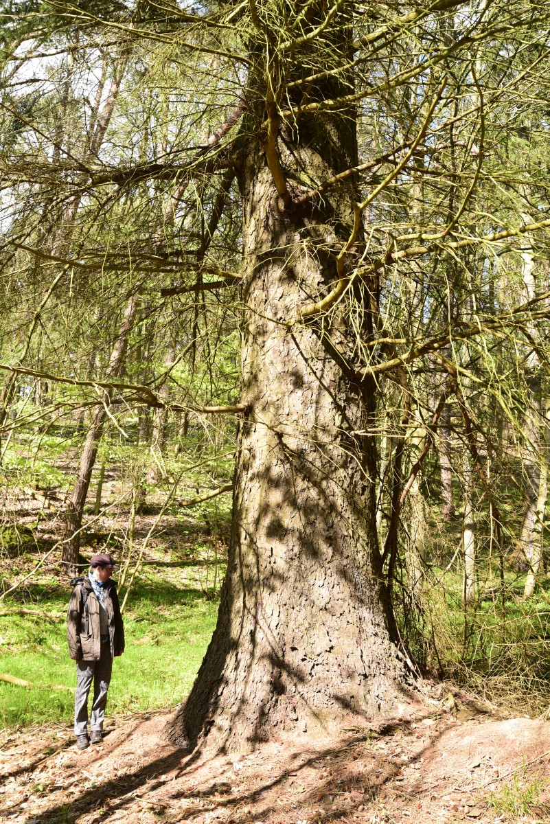 Picea sitchensis - Ruegen - 2015