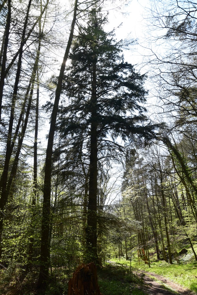 Picea sitchensis - Ruegen - 2015