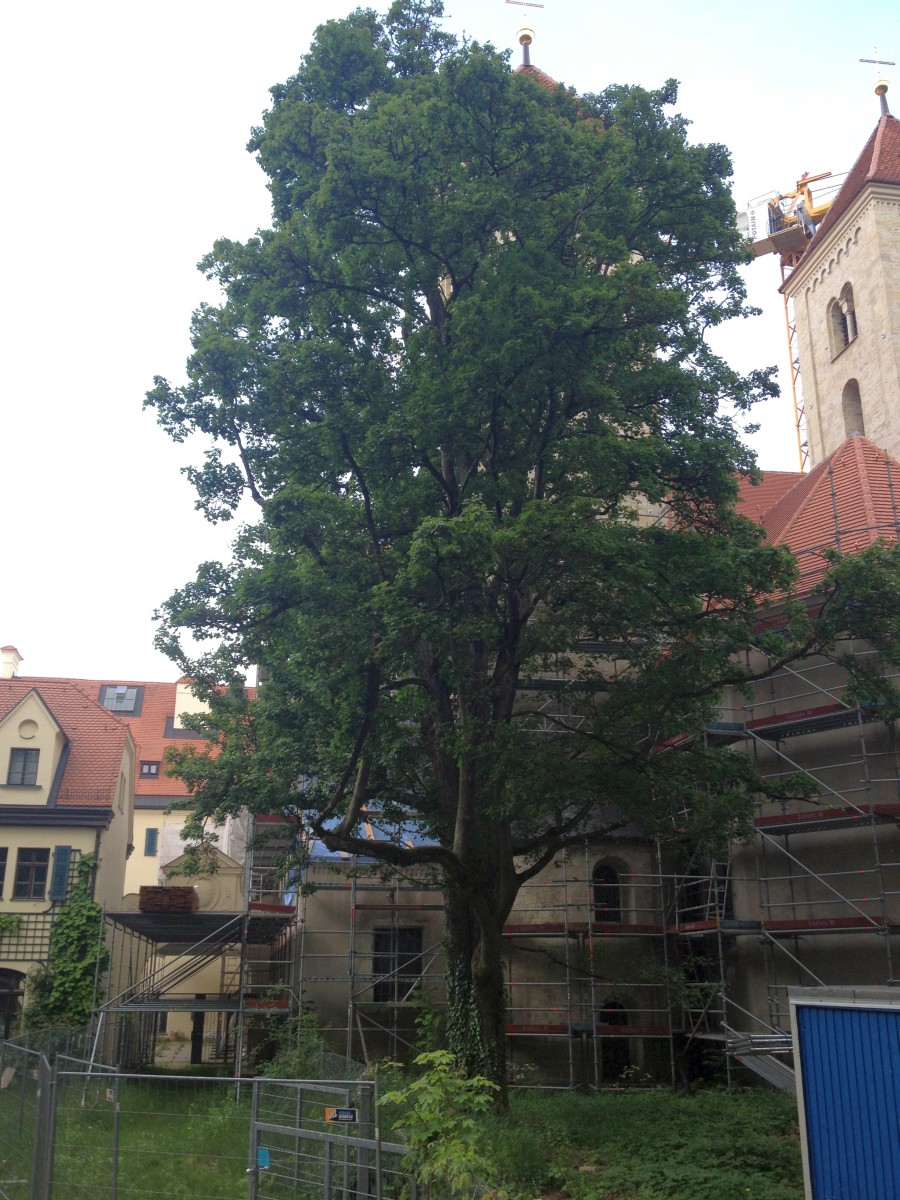 Acer campestre - Regensburg-Prüfening - 2015