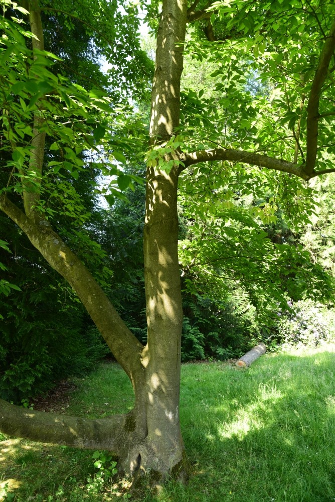 Magnolia salicifolia - Kassel Alter Botanischer Garten - 2015