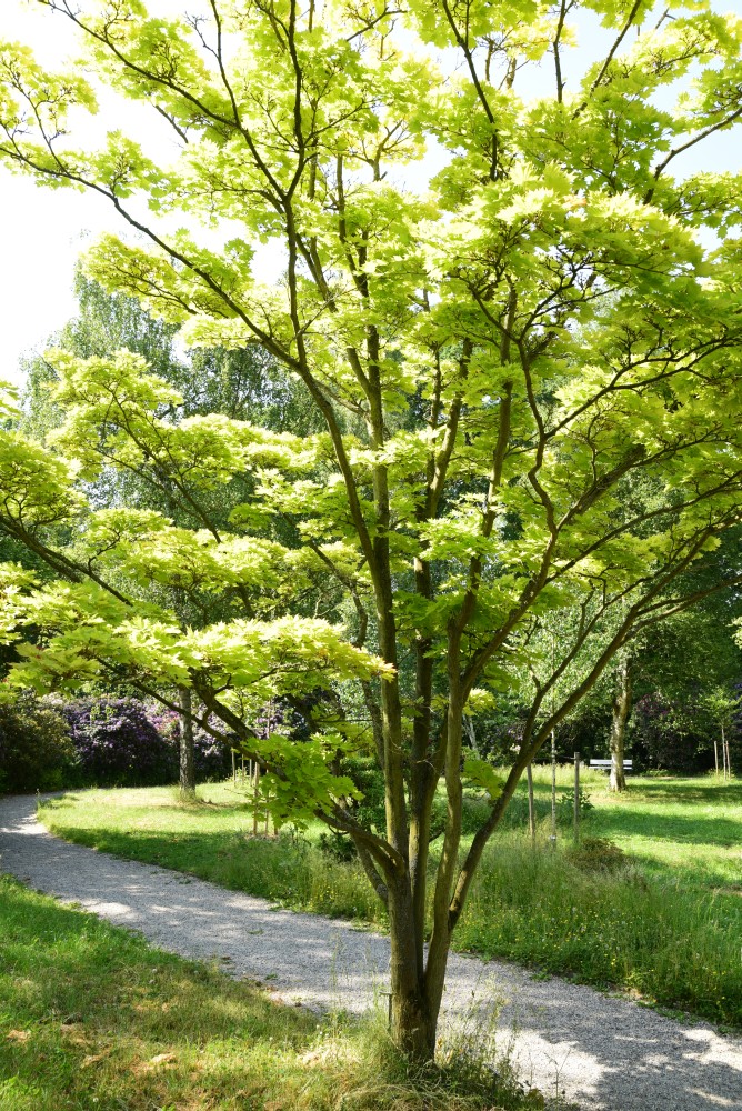 Acer shirasawanum Aureum - Kassel Alter Botanischer Garten - 2015