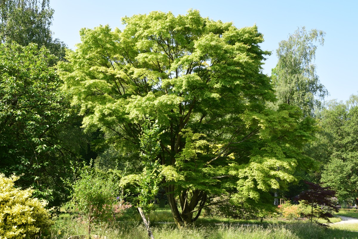 Acer palmatum - Kassel Alter Botanischer Garten - 2015