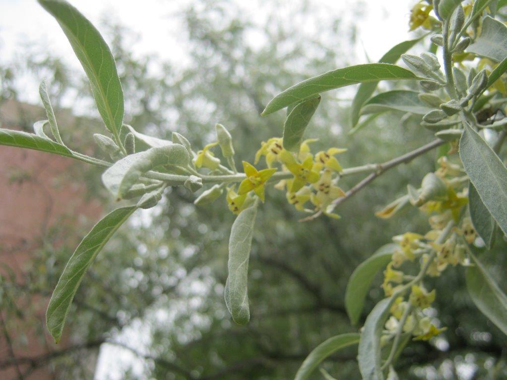 Elaeagnus angustifolia - Gera - 2015
