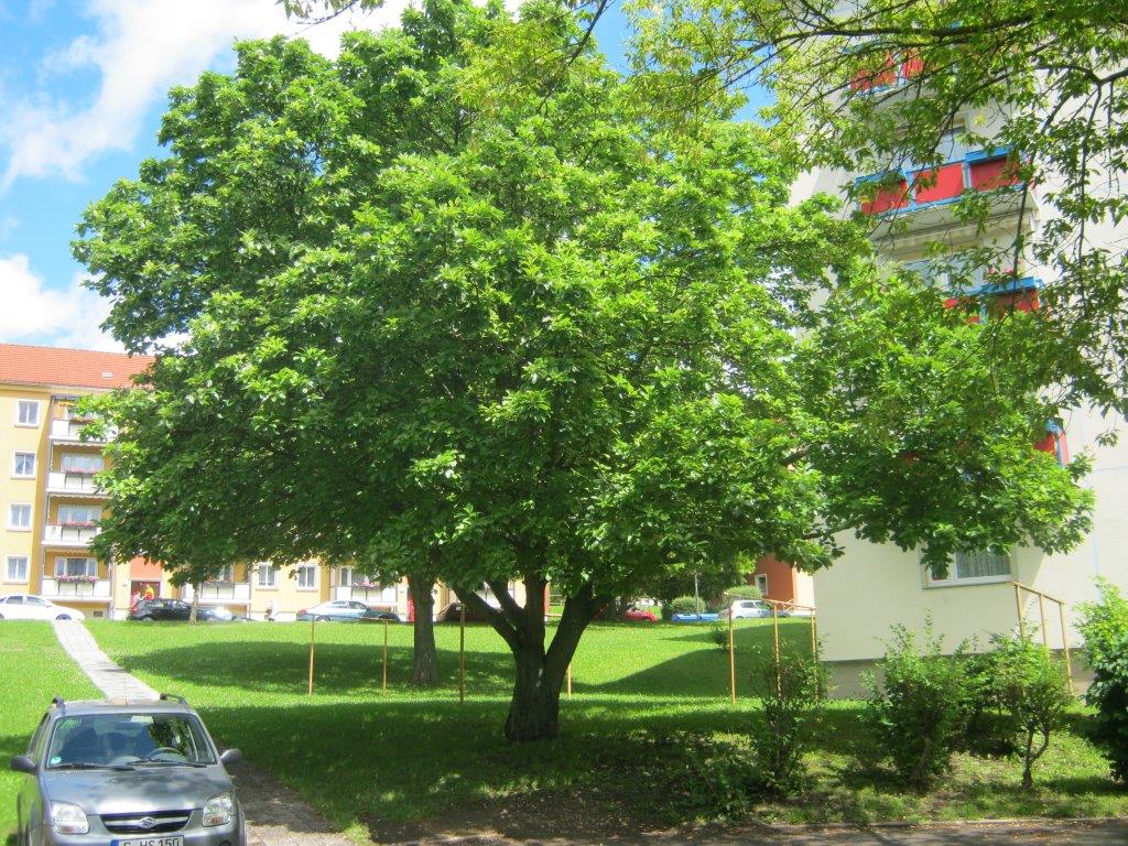 Sorbus aria 'Magnifica' - Gera - 2015