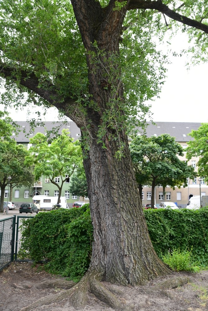 Ulmus pumila - Berlin-Mitte - 2015