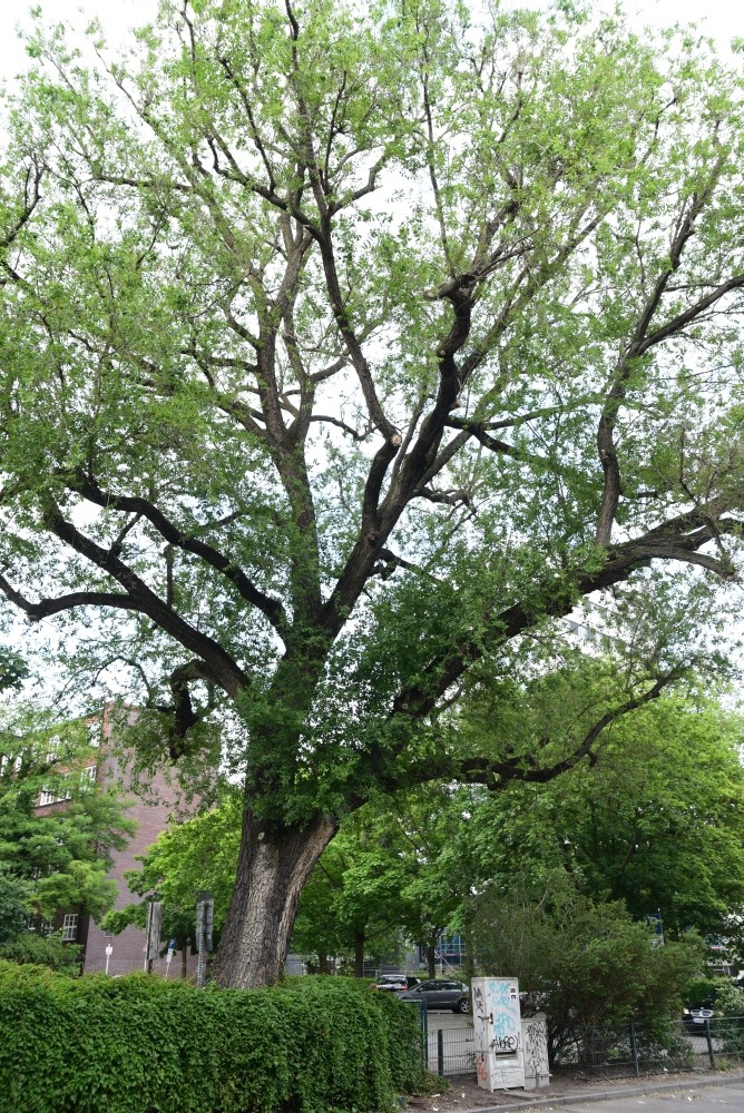 Ulmus pumila - Berlin-Mitte - 2015