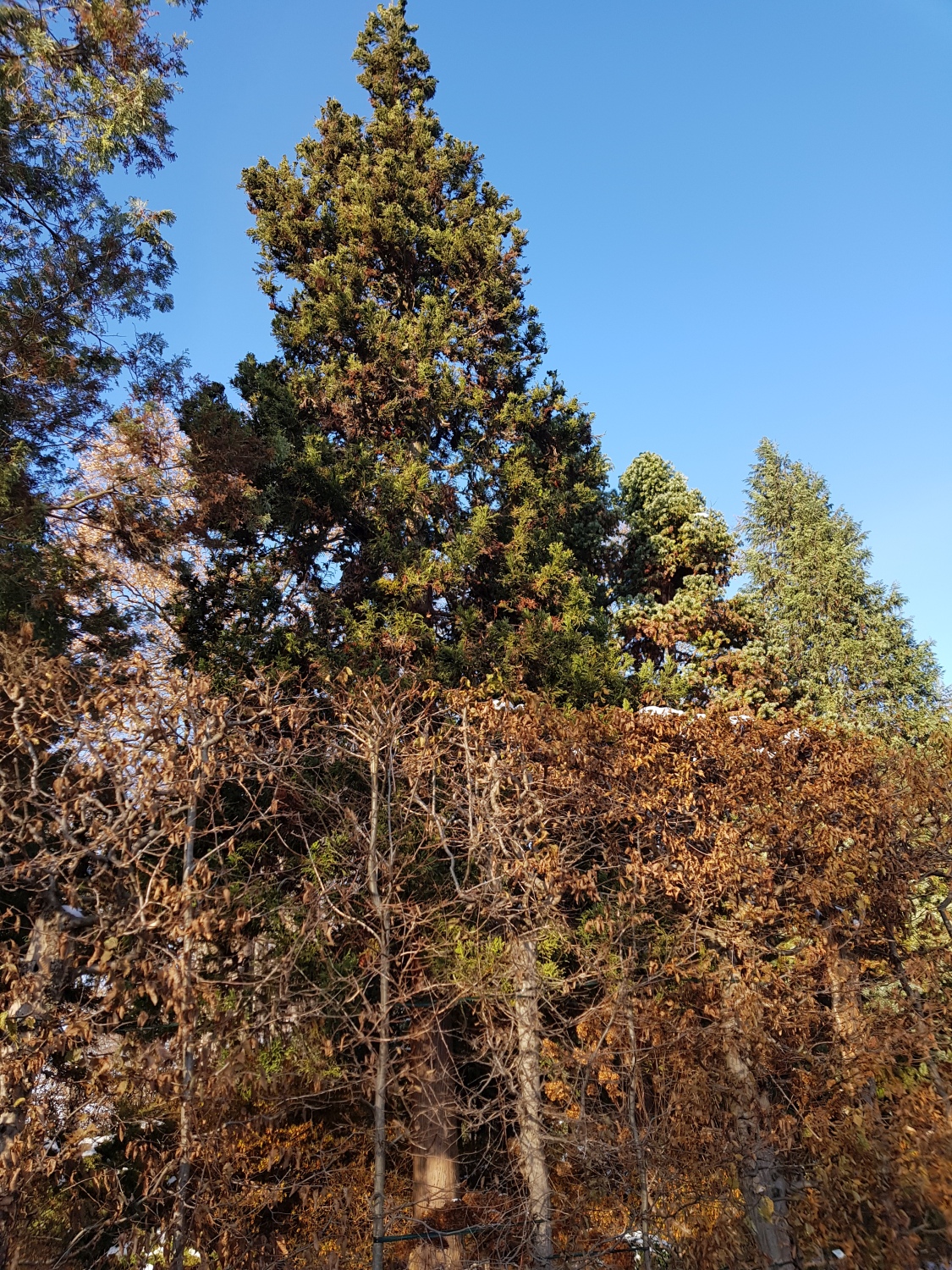 Cryptomeria japonica 'Cristata' - Dresden-Pillnitz - Dezember 2012