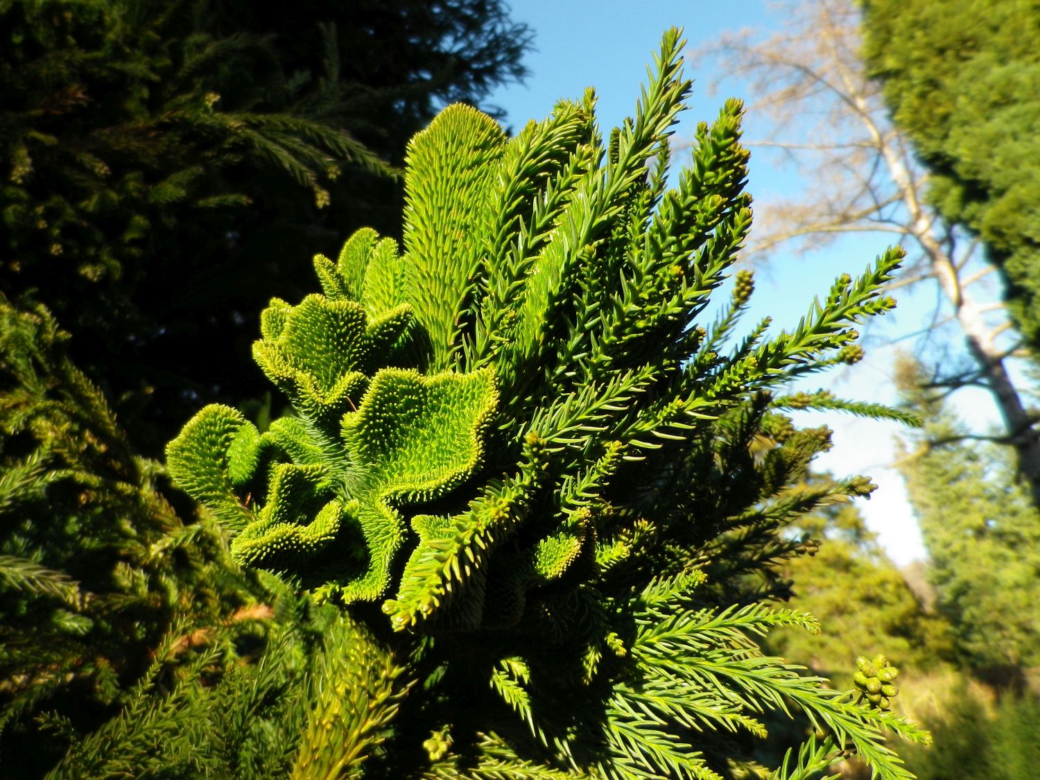 Cryptomeria japonica 'Cristata' - Dresden-Pillnitz - Dezember 2012