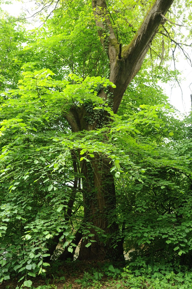 Quercus imbricaria - Nürnberg - Mai 2013