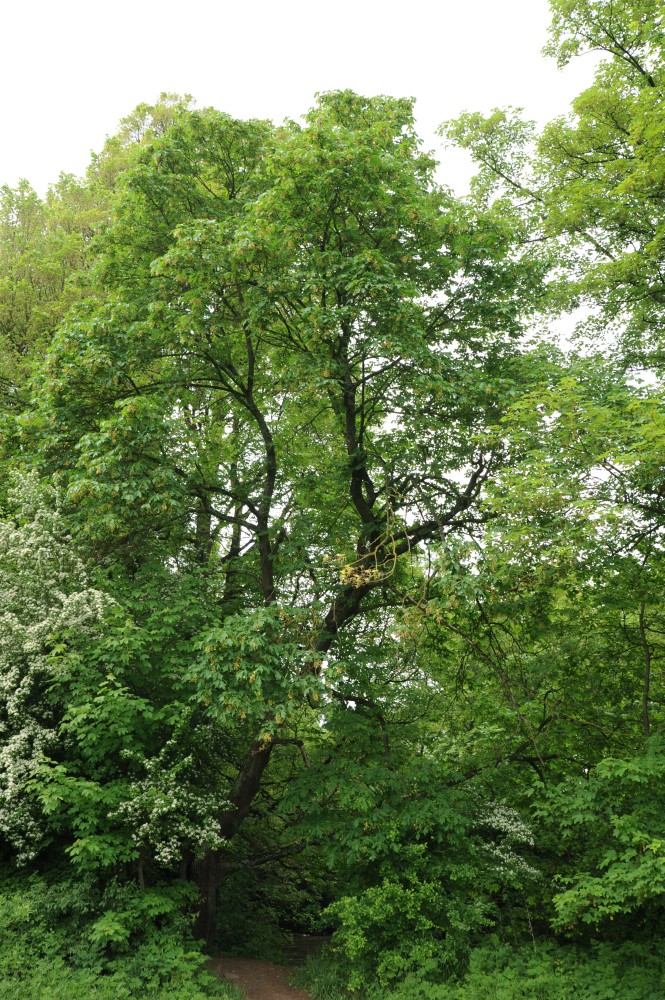 Acer macrophyllum - Nürnberg - Mai 2013