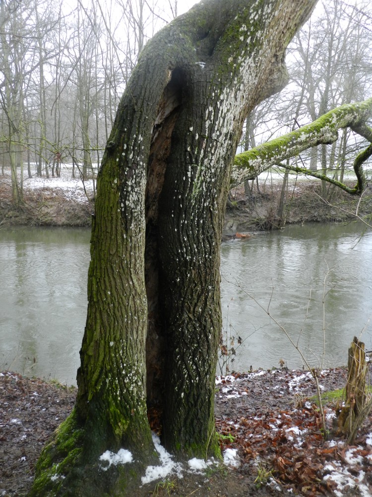 Acer macrophyllum - Nürnberg - 2015