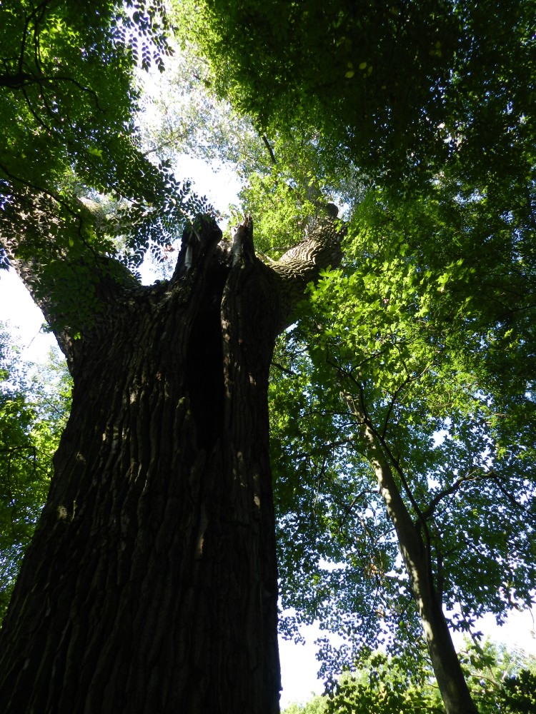 Populus x canadensis - Nürnberg - 2015