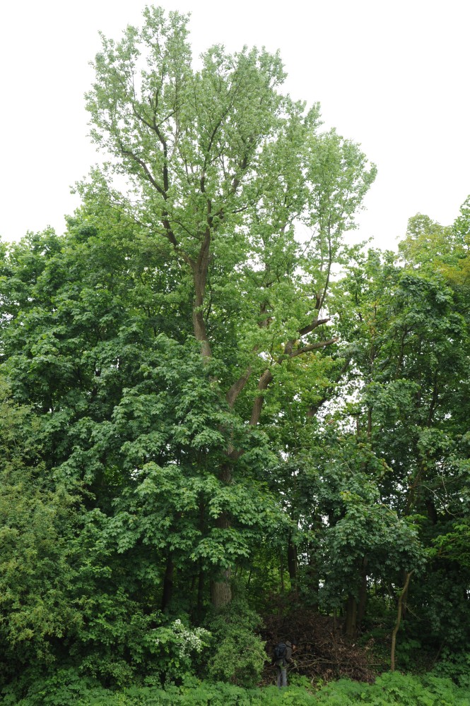 Liquidambar styraciflua - Nürnberg - Mai 2013