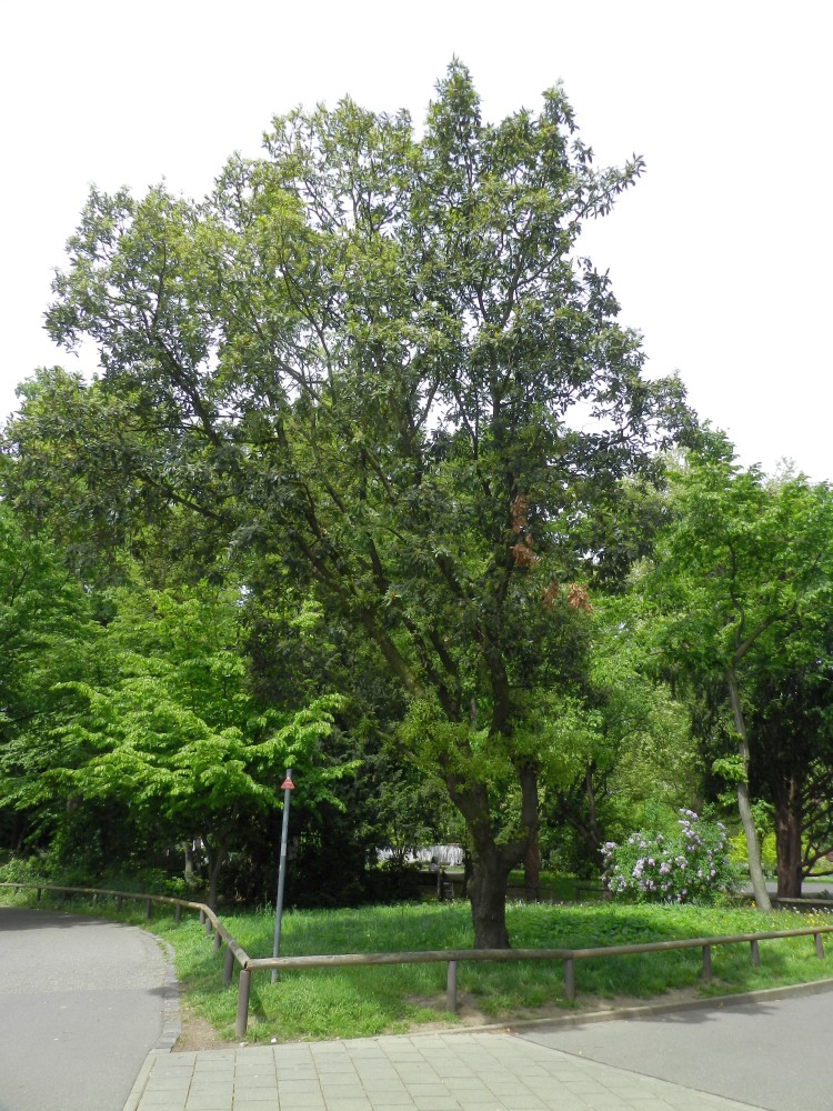 Quercus × turneri 'Pseudoturneri' - Nürnberg - 2015