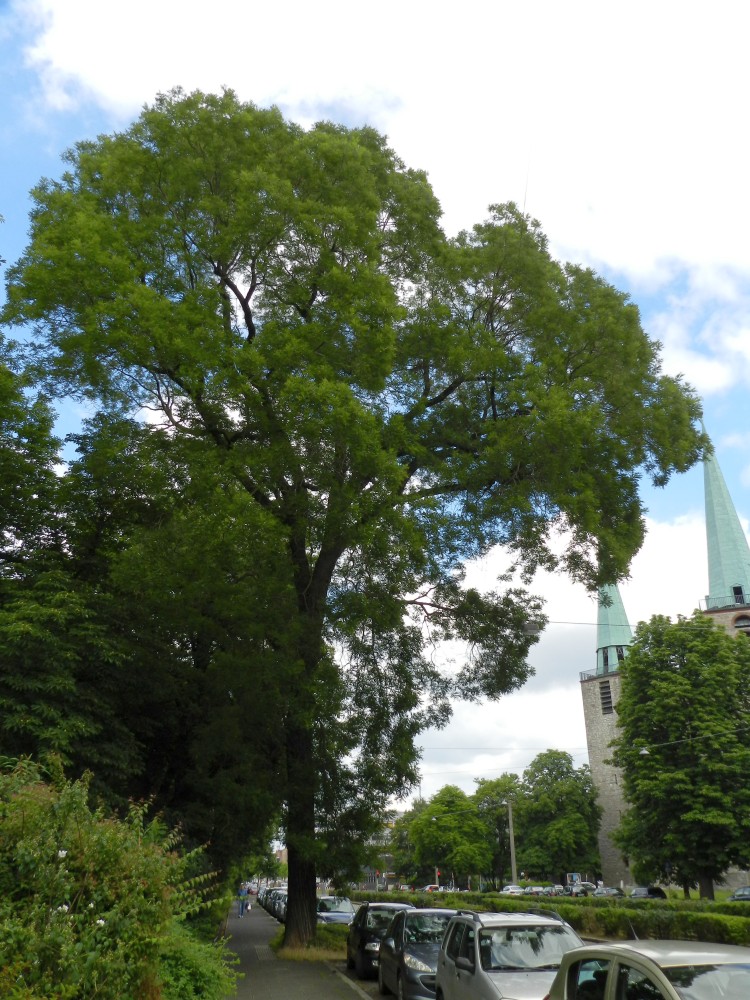 Styphnolobium japonicum - Nürnberg - 2015