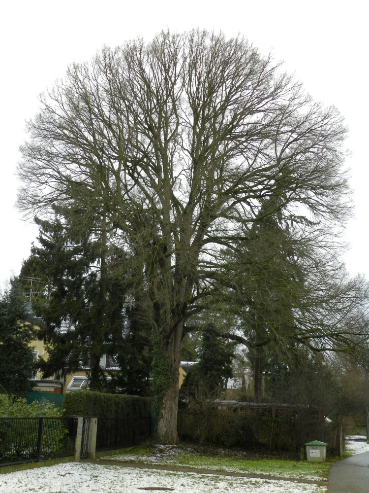 Ulmus laevis - Fürth - 2015