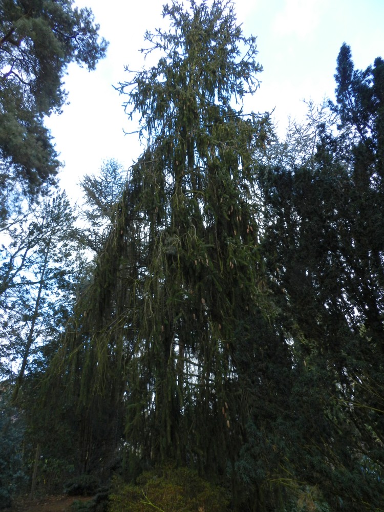 Picea abies 'Virgata' - Nürnberg - 2015
