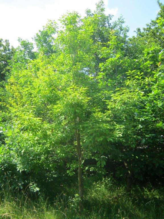 Quercus castaneifolia 'Green Spire' - Gera - 2015