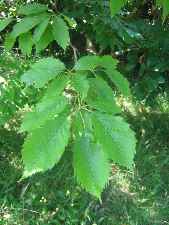 Quercus castaneifolia 'Green Spire' - Gera - 2015