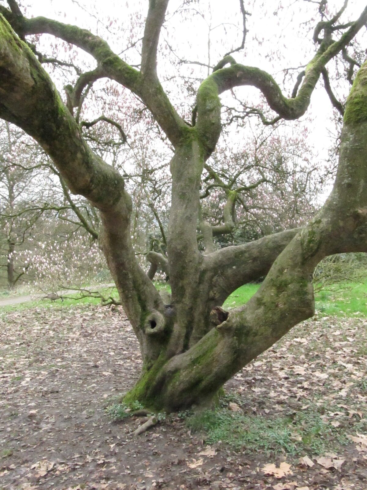 Magnolia × soulangeana - Dortmund-Lütgendortmund - März 2024