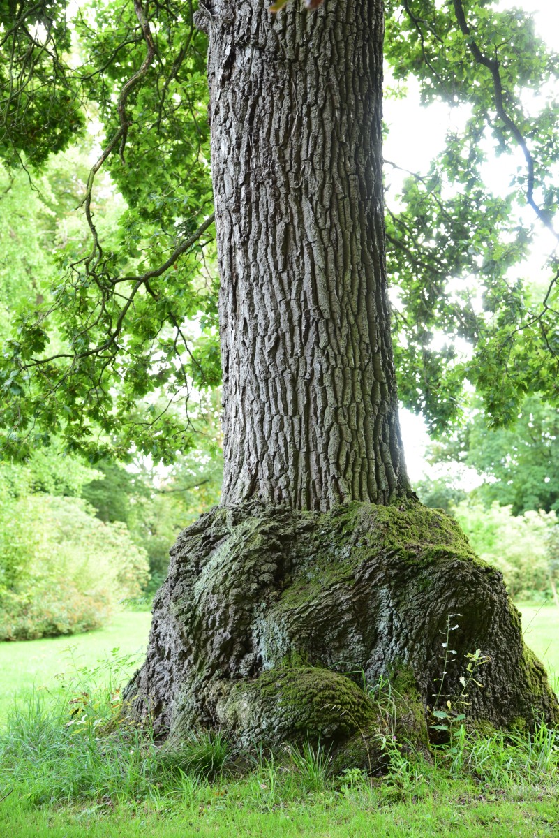 Quercus robur Variegata-Gruppe - Schwoebber - September 2015