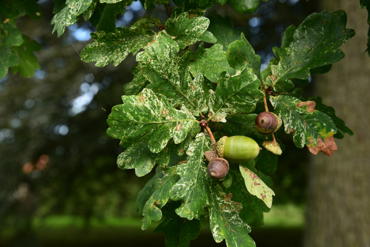 Quercus robur Variegata-Gruppe - Schwoebber - September 2015