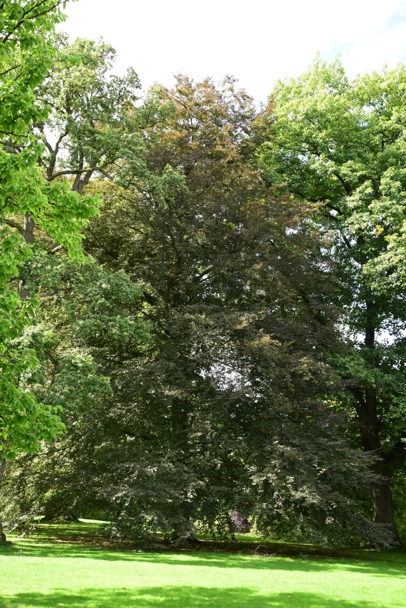 Fagus sylvatica 'Purpurea Tricolor' - Schwoebber - September 2015