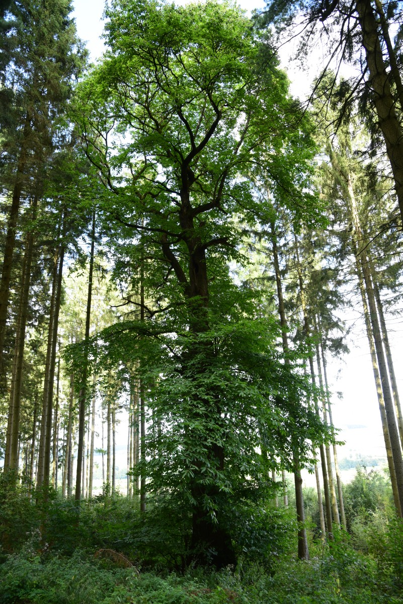 Castanea sativa - Schwoebber - September 2015
