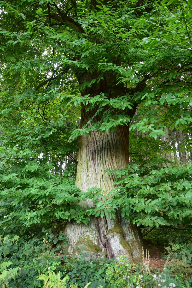 Castanea sativa - Schwoebber - September 2015