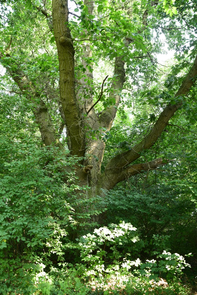 Quercus rubra - Kunrau, Schlosspark - 2015