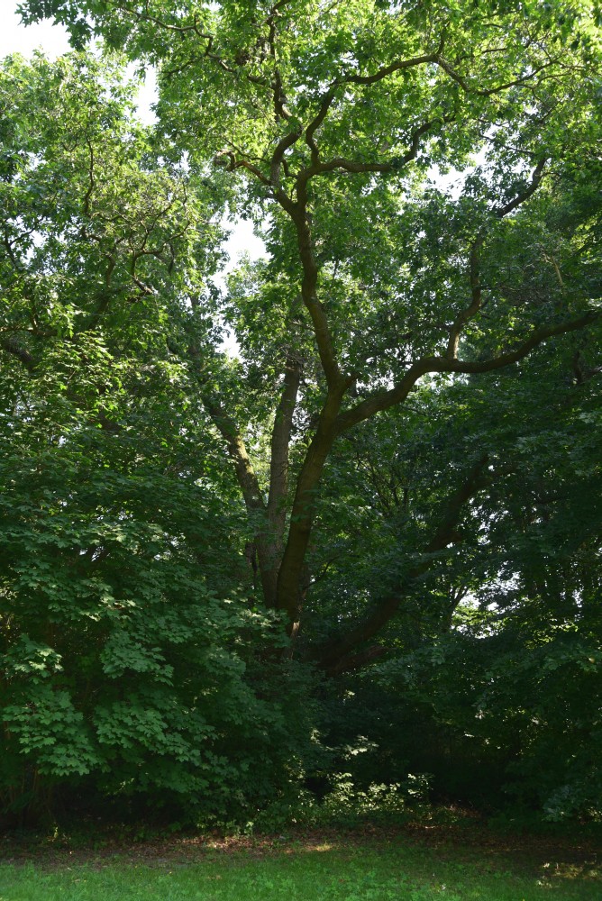 Quercus rubra - Kunrau, Schlosspark - 2015