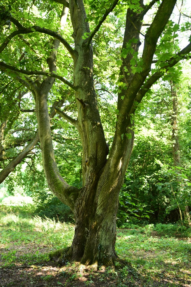 Acer platanoides 'Schwedleri' - Kunrau, Schlosspark - 2015