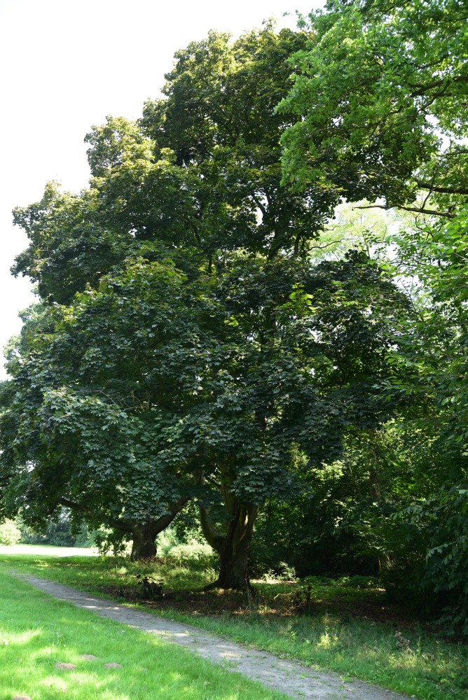 Acer platanoides 'Schwedleri' - Kunrau, Schlosspark - 2015