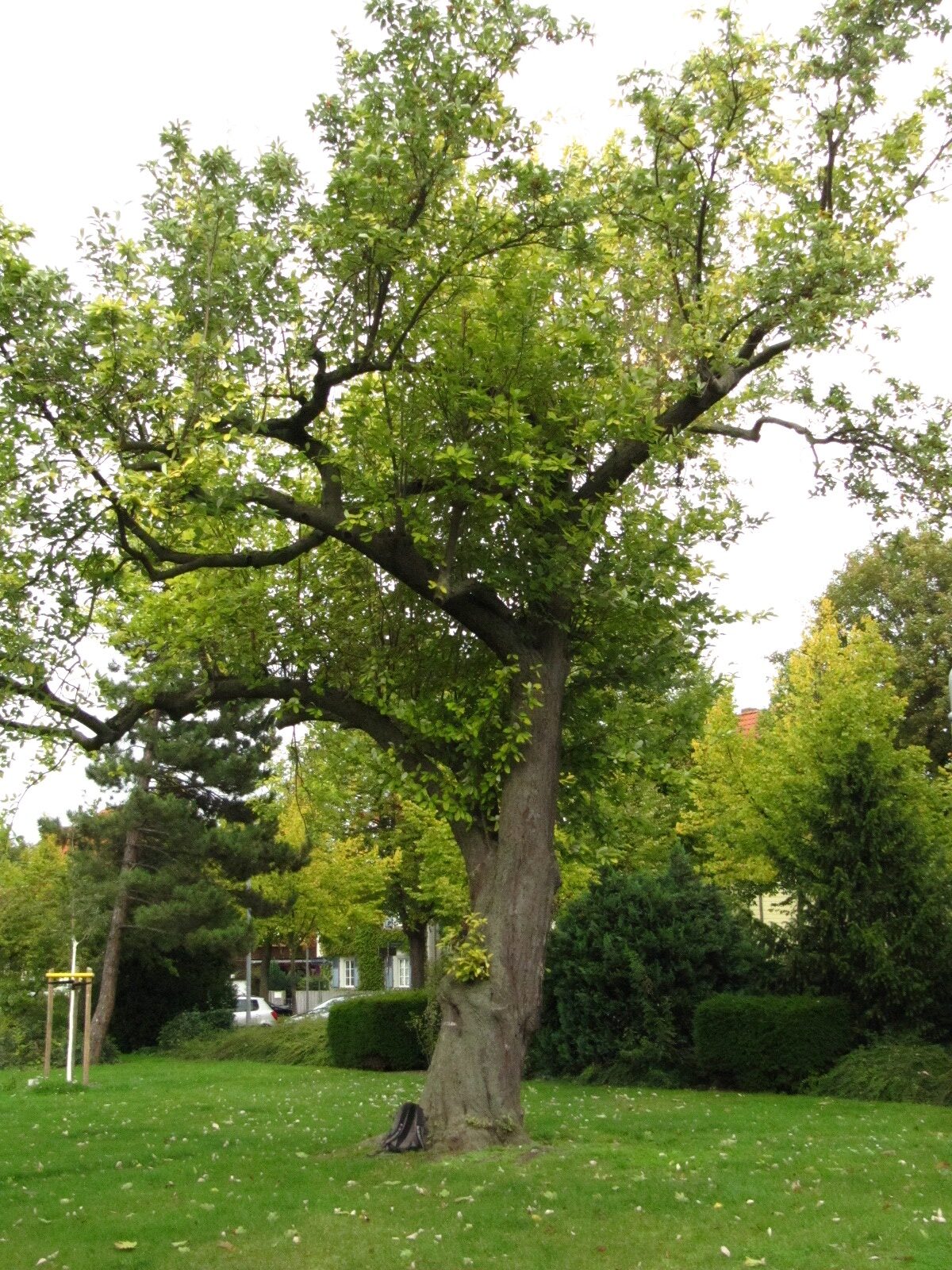 Sorbus aria 'Magnifica' - Wernigerode - Sept. 2024