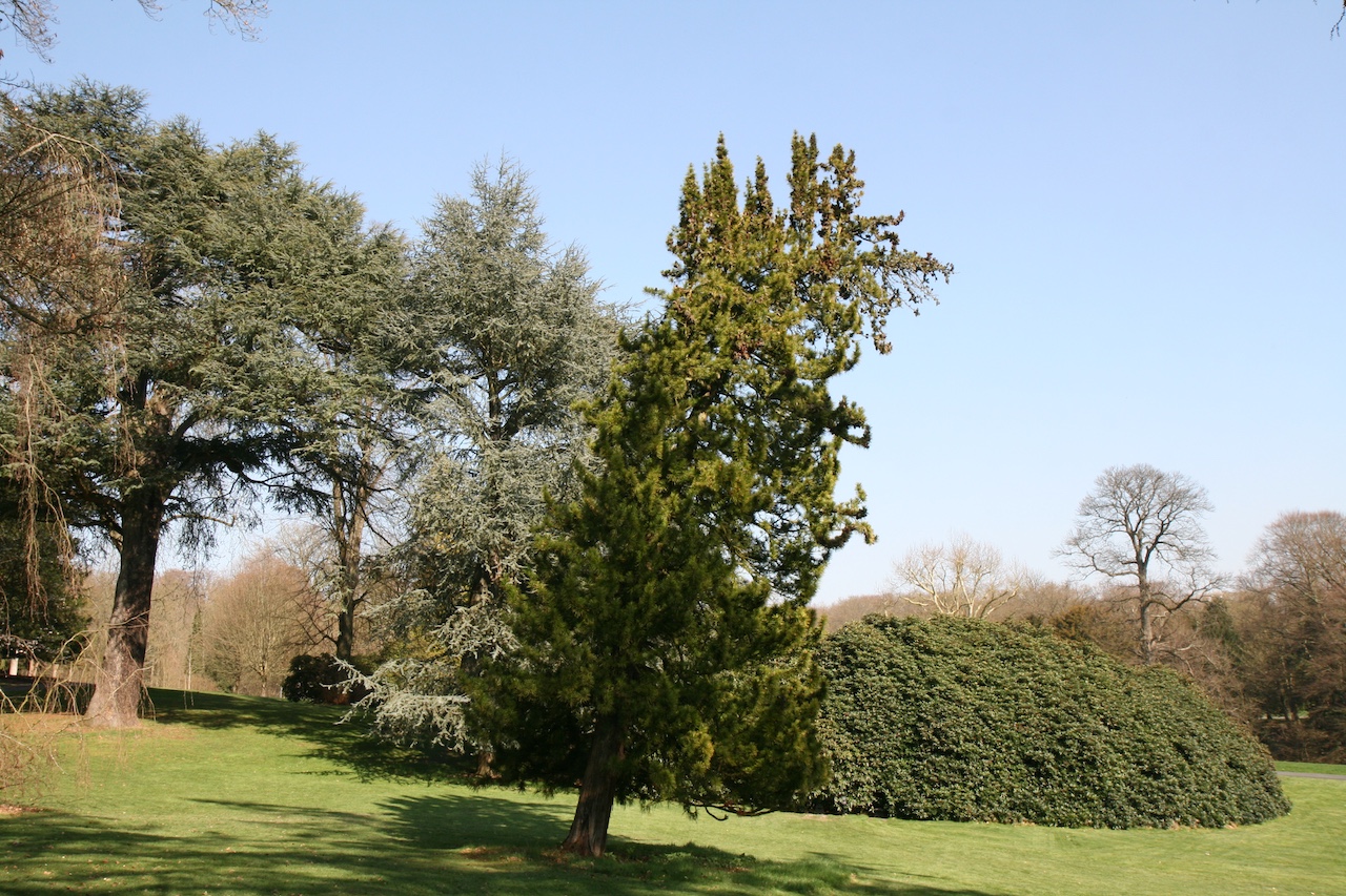 Sciadopitys verticillata - Essen, Villa Hügel - März 2026