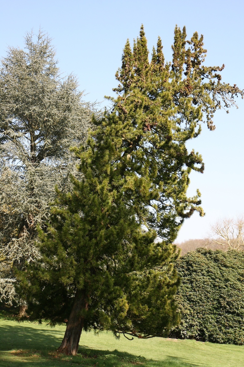 Sciadopitys verticillata - Essen, Villa Hügel - März 2026
