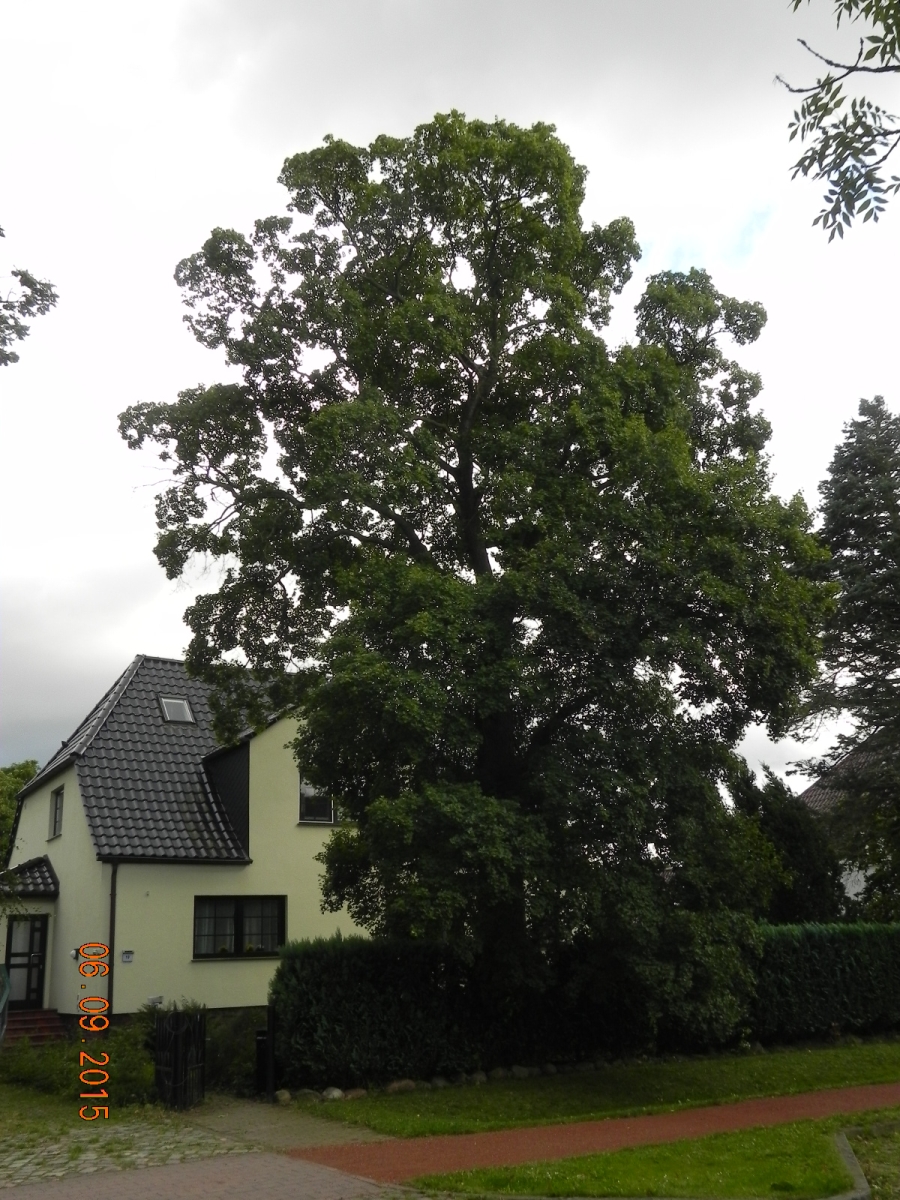 Acer monspessulanum - Greifswald-Eldena - 2015