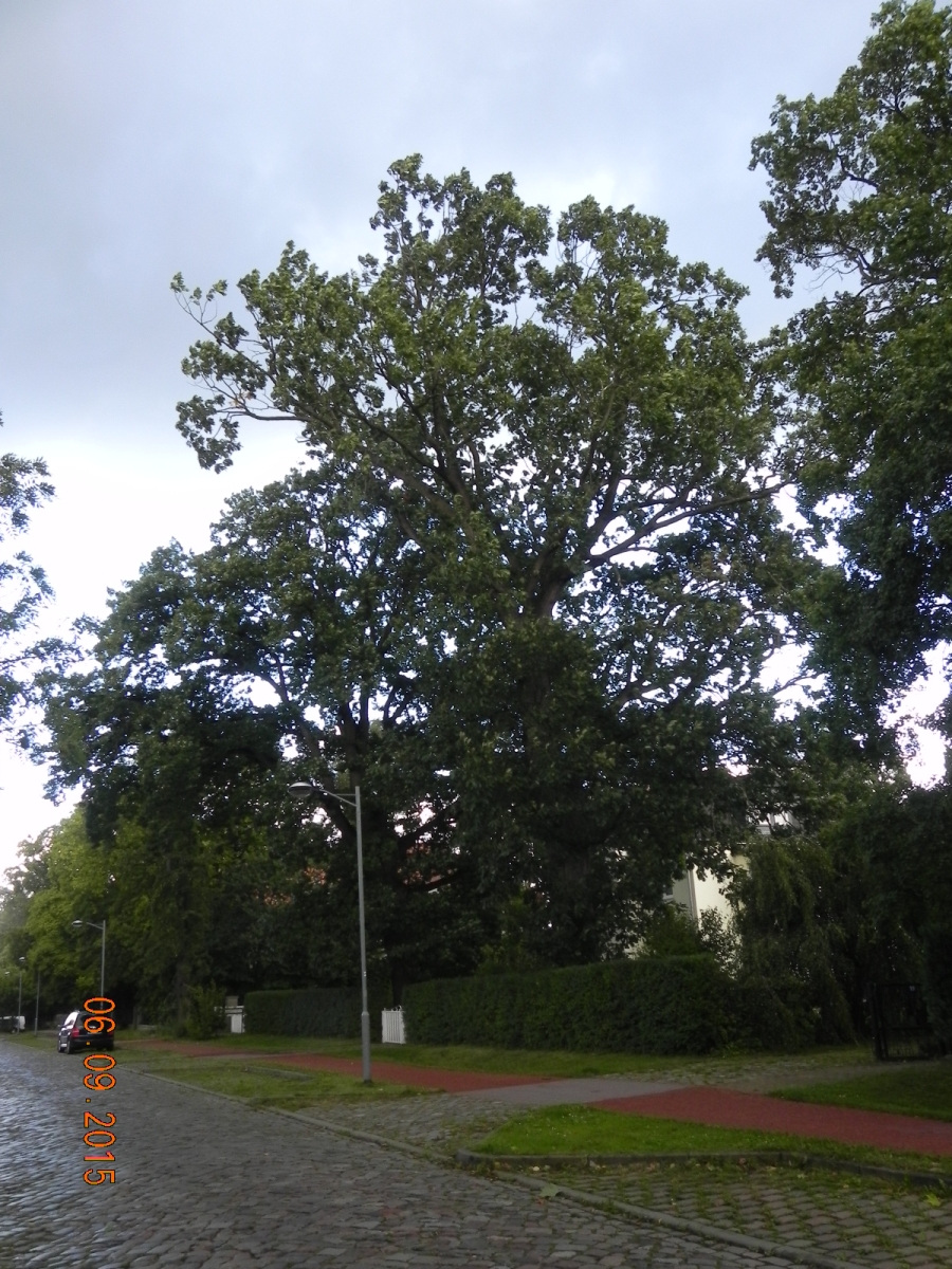 Quercus frainetto - Greifswald-Eldena - 2015