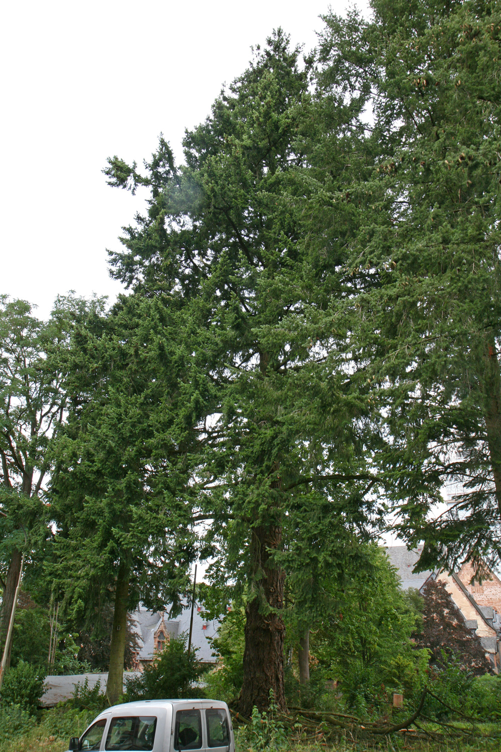Pseudotsuga menziesii - Haina (Kloster) - Aug. 2015