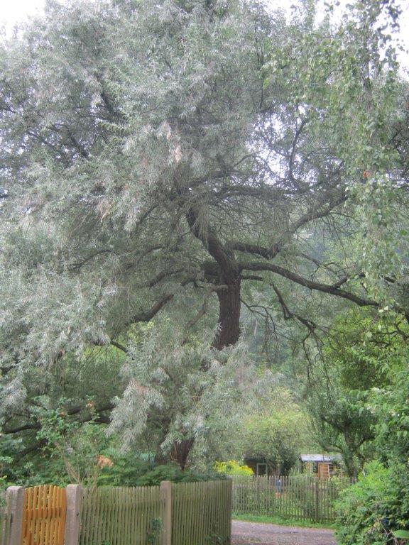 Elaeagnus angustifolia - Gera - 2015